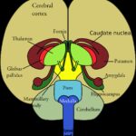 brain, diagram, medical