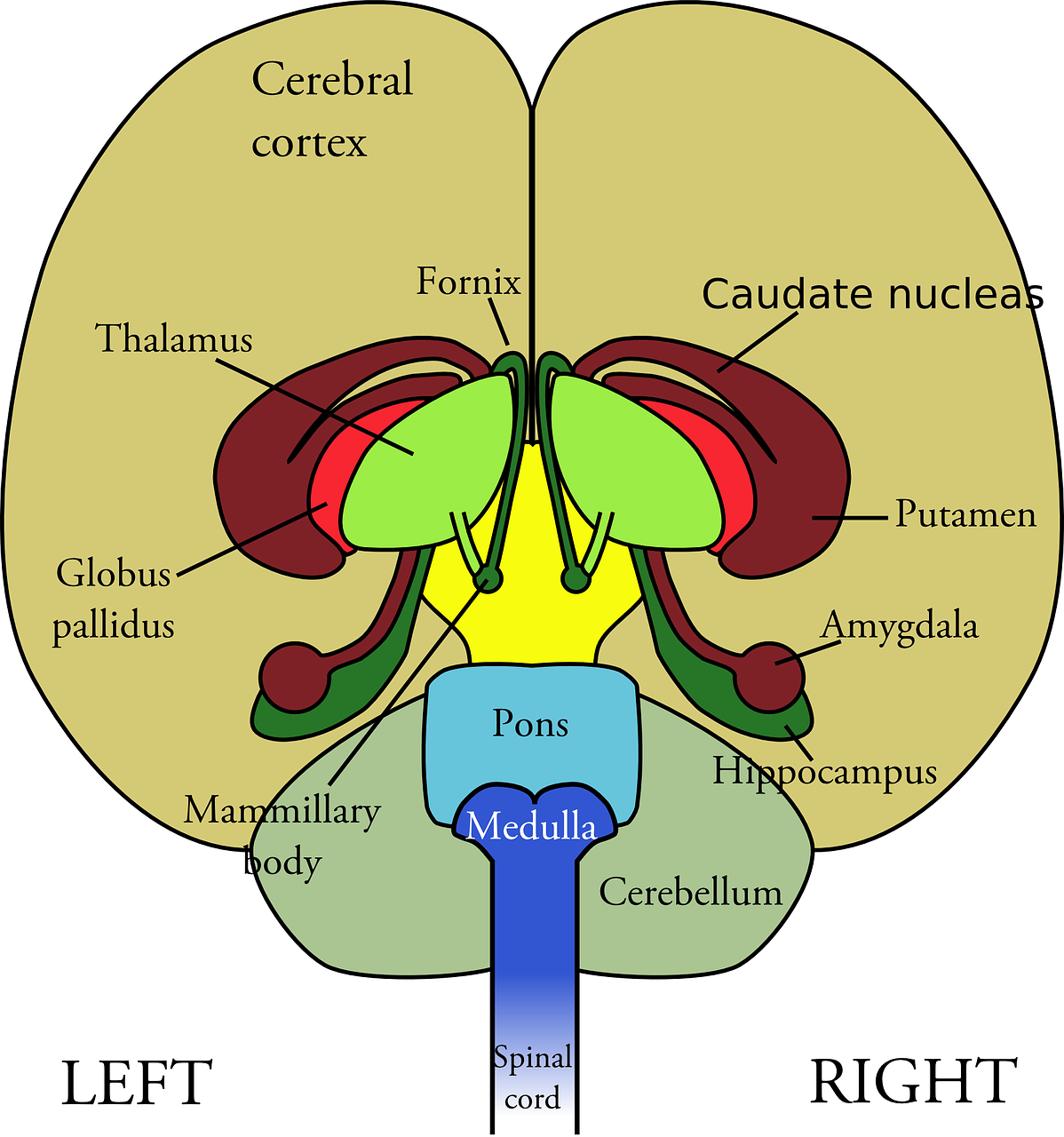 brain, diagram, medical